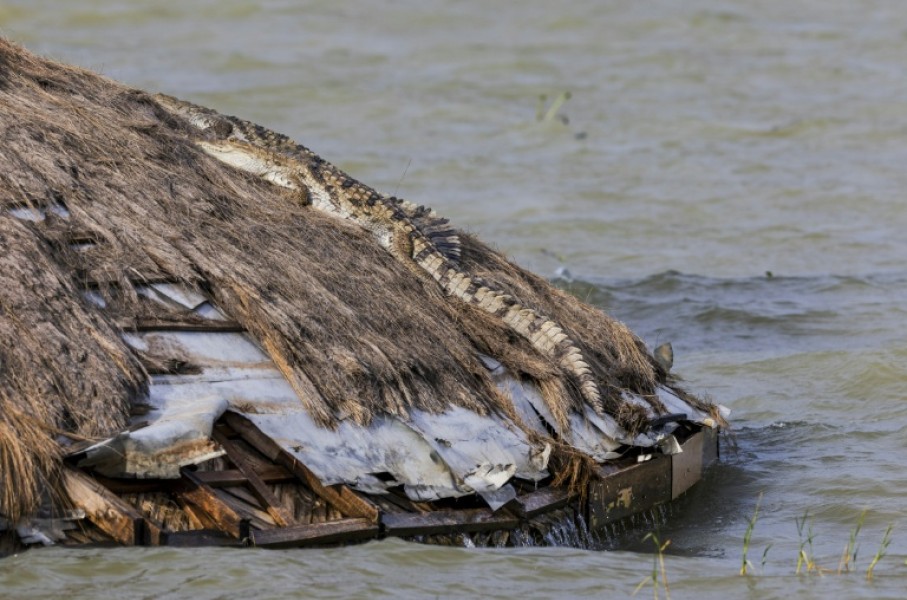 Crocodiles and hippos are moving closer to homes as lake water expands in Kenya's Rift Valley