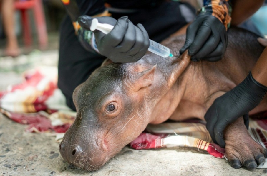 Veterinarians treated it for 'advanced dehydration and malnutrition,' authorities said