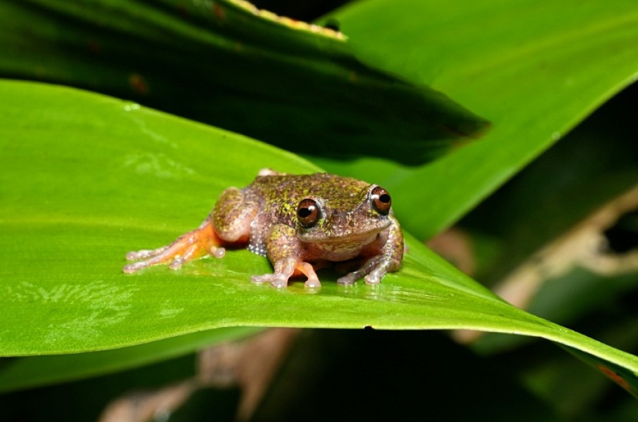 Nicknamed the 'coffee frog,' the species has another distinctive trait: males have a translucent throat that inflates with their short, high-pitched call 