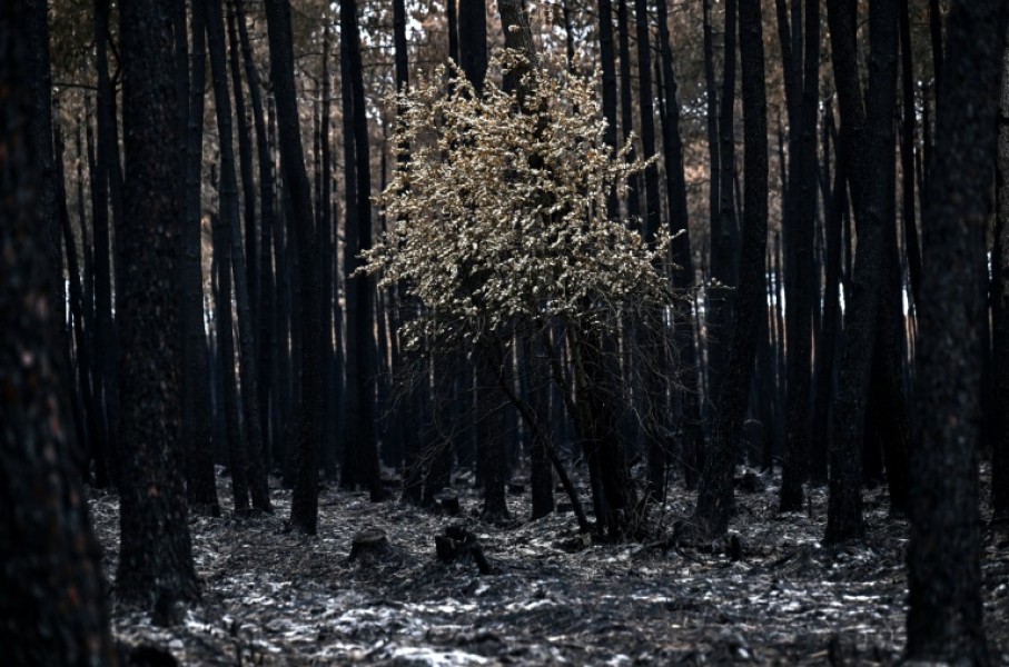 The aftermath of a forest fire in southwest France in August. Wildfires are 'the fastest-growing weather peril globally', Swiss Re says