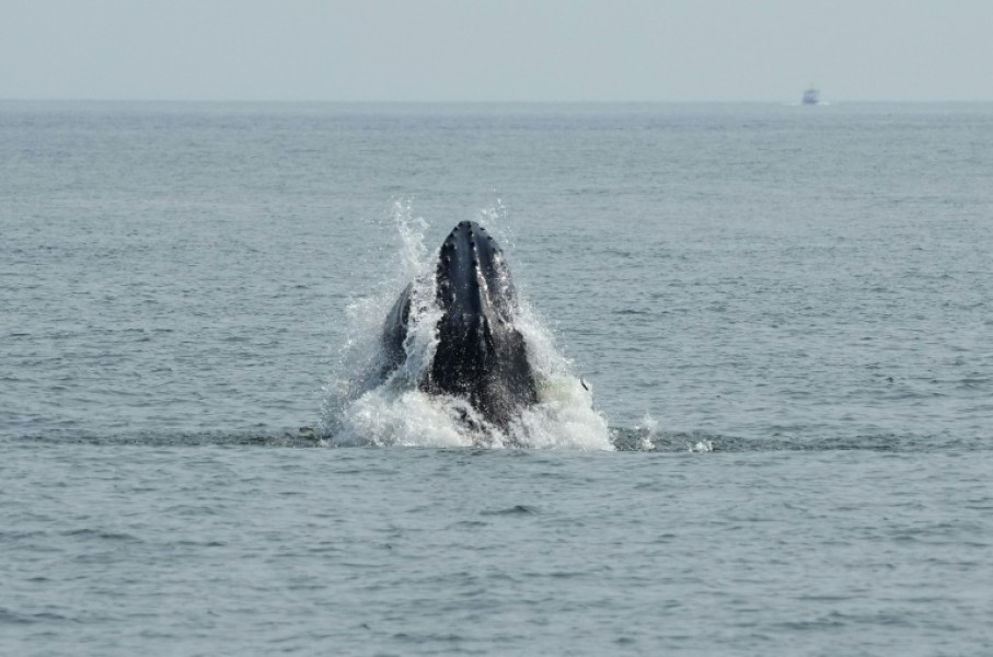 A humpback whale surfaces in the Atlantic Ocean off the coast of New York City on August 13, 2026