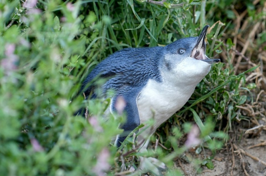 Little penguins in Australia are at risk from H5N1 avian influenza