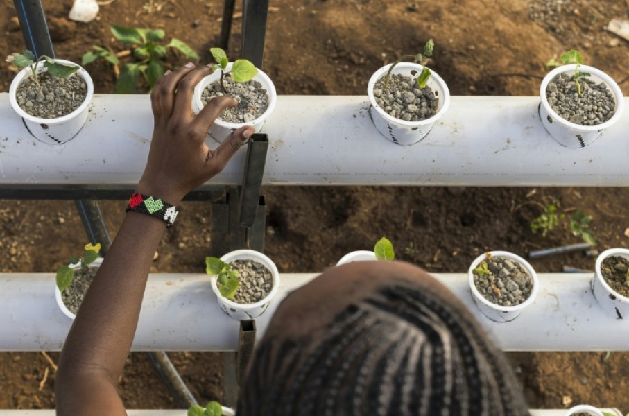 Using organic insect-based fertiliser helps avoid soil degradation, which is widespread in east Africa