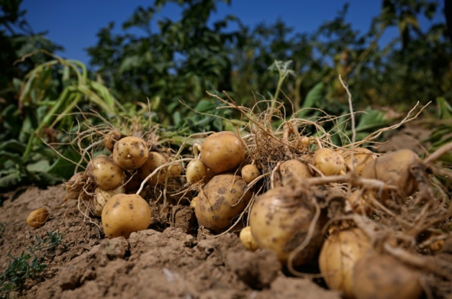 Potatoes are big business in Belgium, the world's top exporter of frozen fries