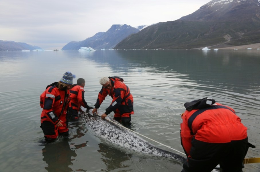 This August 2017 photo provided by The Greenland Institute of Natural Resources shows a narwhal being tagged by scientists in Hjornedal, Scoresby Sound, Greenland