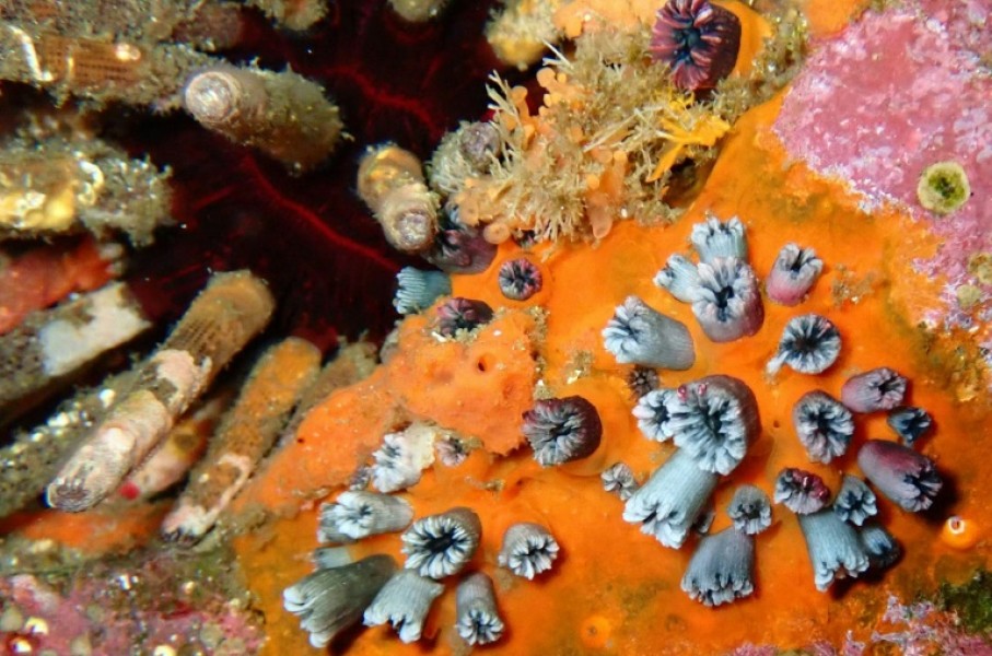 A rich collection of living and fossilized corals is present in the Galapagos Islands, the volcanic archipelago off the west coast of Ecuador, right at the heart of the eastern Pacific El Nino zone.