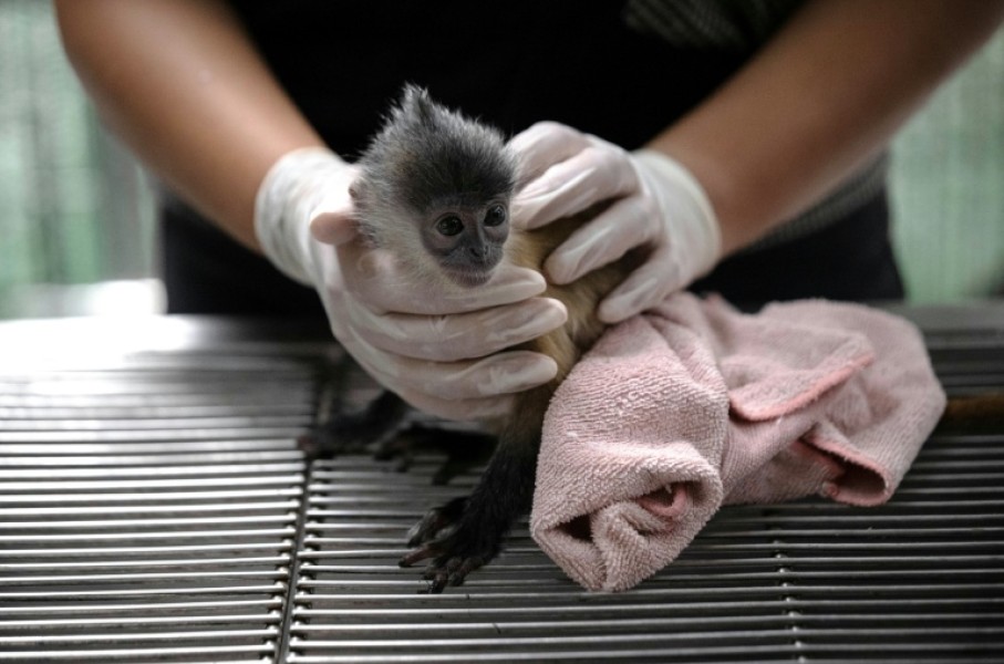 A six month-old leaf monkey that was intercepted by the Wildlife Crime Intelligence Unit at Suvarnabhumi airport