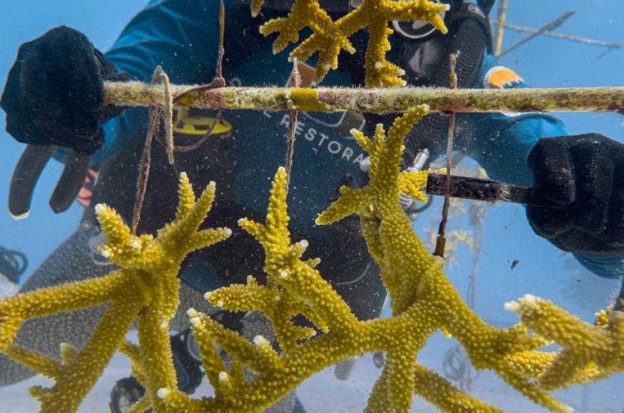 Some coral species with fast-growing branches are planted onto "coral trees" that look like old television antennas and are suspended in the water column, with floats to keep them upright