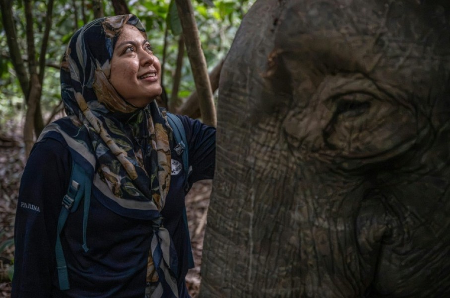 Farina Othman, a Borneo elephant conservationist and founder of Seratu Aatai, talks to a female elephant after a GPS collaring operation carried out as part of a collaboration involving several agencies near the Kinabatangan River in Sukau