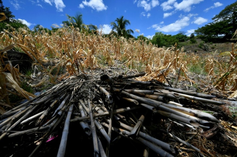 Crops are drying out across Central America due to the El Nino climate phenomenon