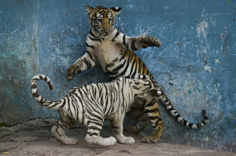 A white tiger cub plays with a sibling at Cuba's National Zoo, which is struggling to care for nearly 1,000 animals amid growing shortages of food, fuel and medicine