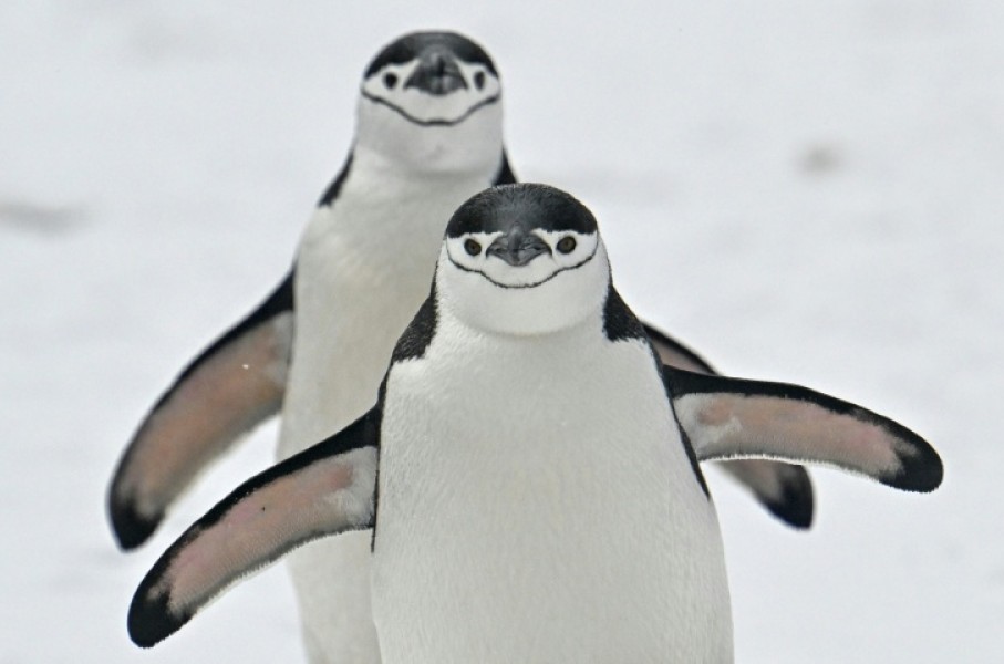 The chinstrap penguin population of a volcanic island near Antarctica has fallen by two thirds.
