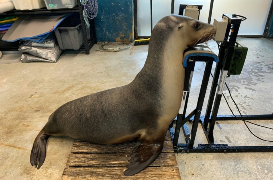 A sea lion during a hearing test at Taronga Zoo in Sydney