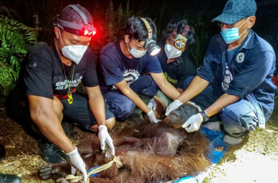 Natural Resources Conservation Agency (BKSDA) and Orangutan Foundation International (OFI) officials examine an orangutan after it was rescued from a forest fire in Central Kalimantan province of Borneo on October 14, 2026