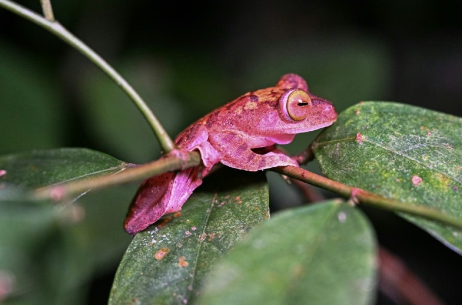 Observing and logging wildlife can be particularly challenging in tropical regions such as Borneo, where areas rich in species can be hard to reach