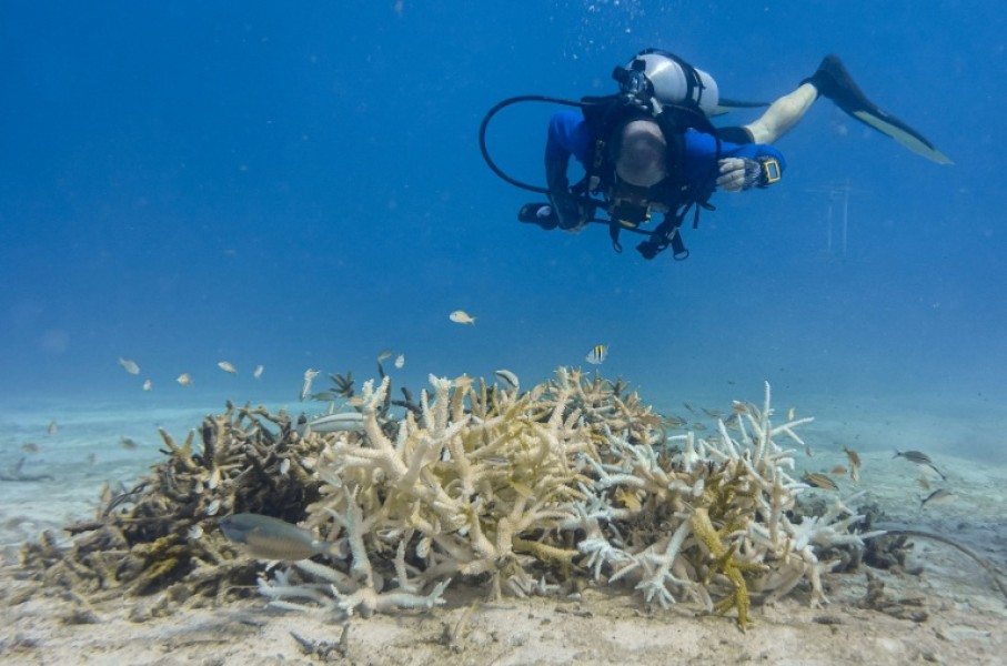 Marine scientist David Obura said the exceptional El Nino pattern building strength in the tropical Pacific could drive vulnerable coral species even closer toward extinction.