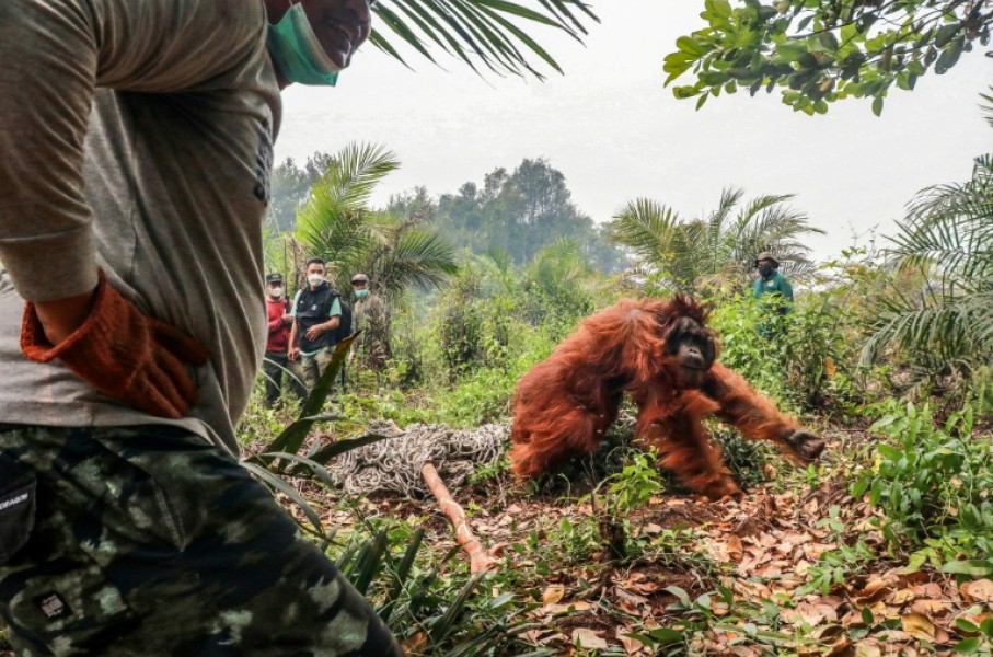 Conservation groups in Indonesia say dozens of endangered orangutans have been rescued from wildfires