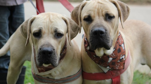 Oudtshoorn Dogs in Need