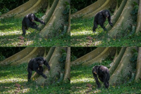 Not beating about the bush: Chimpanzees have signature styles when they drum on tree roots, researchers have found