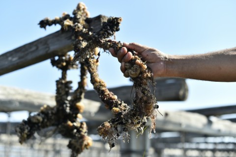 "There's nothing left," says Javier Franch after a savage summer heatwave decimated this year's mussel crop in northeastern Spain 
