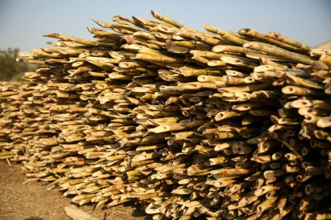 Dressed in a leopard skin shawl, the king smiled confidently throughout the ceremony
