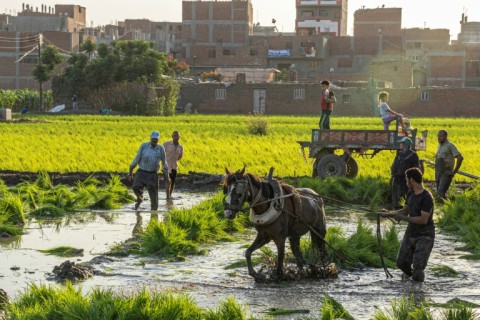 Egyptian farmers harvest rice in fertile Nile Delta, large tracts of which could be lost to the sea