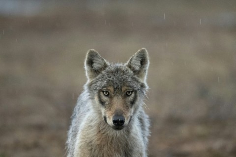 Wolves are protected animals in the Netherlands