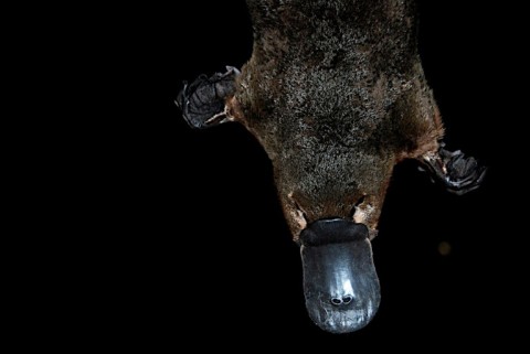 'Platypuses are arguably the most irreplaceable mammal,' the lead author of the new study says