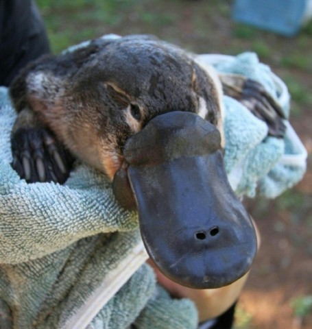 A platypus held by the researchers near a river dam in Australia