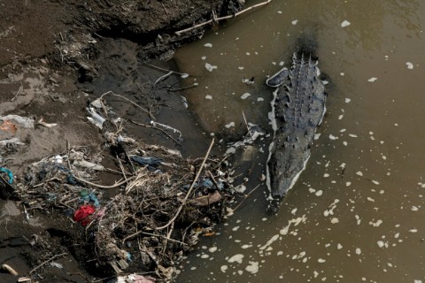 A crocodile swims amid garbage in the Tarcoles River, one of the most polluted in Central America. This species is thriving despite the toxic waters 