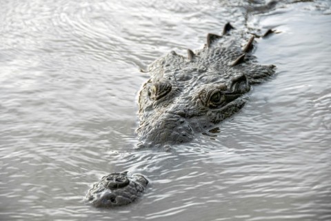 A crocodile lurks in the contaminated Tarcoles River, unphased by the toxic water 