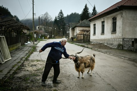 Musk visit? Retired teacher Ventseslav Nikolov and his goat in the village of Stakevtsi near Belogradchik fortress