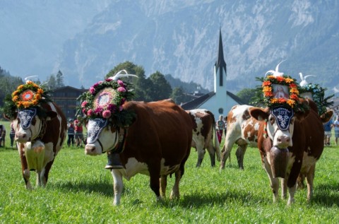Not amoosed: Tyrolean cows 