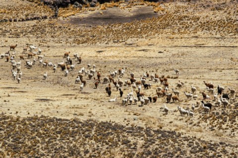 Alpacas migrate across a high Andean plain near Lagunillas in southern Peru
