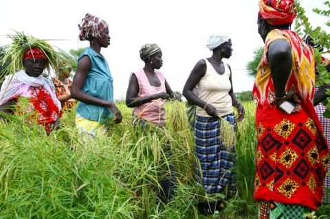 The rice harvest is underway in Senegal