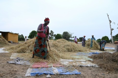 Africa accounts for 13 percent of the world population but 32 percent of global rice imports