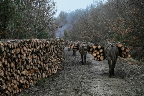 Wood is a more affordable option for people to heat their homes, loggers say