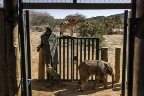 A wild giraffe grazes next to a quarantine area for elephant calves at Reteti Elephant Sanctuary in drought-hit Samburu, Kenya in October 2022
