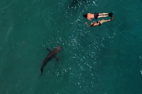 According to a study in Nature last year, the world's population of oceanic sharks has fallen by 71 percent since the 1970s
