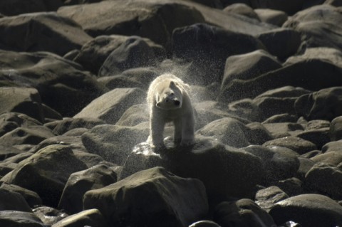 A polar bear snorts after swimming behind a pod of beluga whales passing near the shoreline of the Hudson Bay near Churchill in August 2022