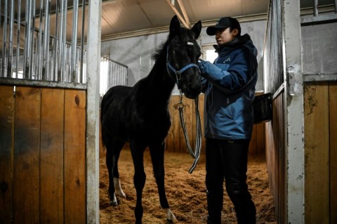 "Zhuang Zhuang", a cloned horse bred by the Chinese company Sinogene, is presented after being approved by the China Horse Industry Association. It is hoped cloning will help reduce the cost of breeding and raising horses