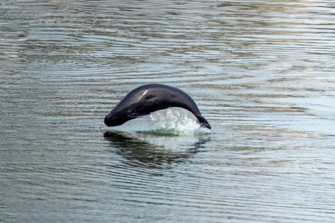 Sound-sensitive marine mammals like porpoises can be harmed by loud underwater constructon noises 