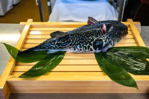 When tiger pufferfish began to appear in their catch, Fukushima's fishing community saw an opportunity