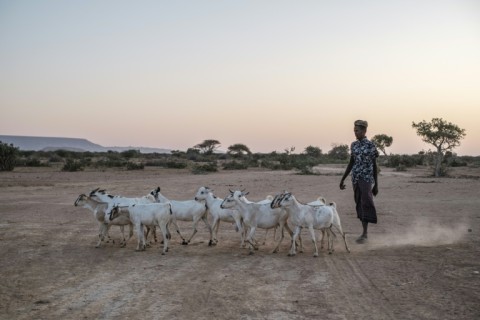 Many herders in the east of Ethiopia are struggling to keep up their nomadic existence after seeing their livestock decimated by drought