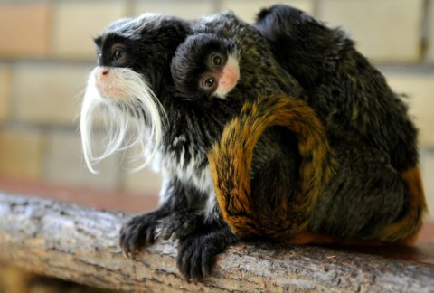 Emperor tamarin monkeys have distinctive white whiskers and are native to the southwest Amazon