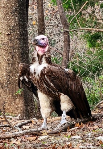 This handout photo from  the Dallas Zoo shows Pin, a 35-year-old endangered vulture that was found dead earlier this month