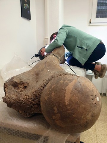 Sabine Gaudzinski-Windheuser, director of the Monrepos Archaeological Research Center, examines the femur of a large adult male elephant for the presence of cut marks made by flint tools used by Neanderthals