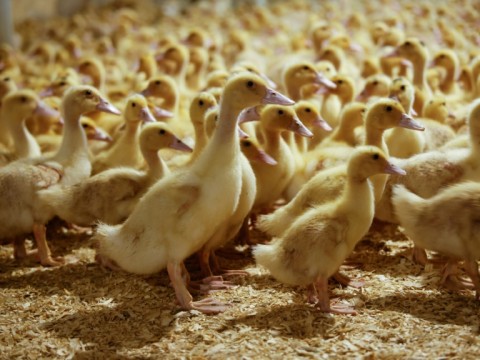 Tens of thousands of ducks are raised for foie gras at the Hudson Valley Foie Gras Farm in upstate New York