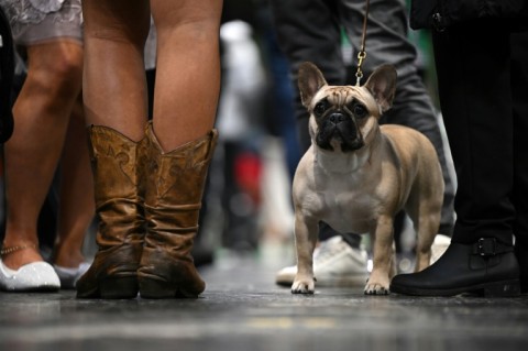 The French Bulldog gains stature now as most popular US dog breed 