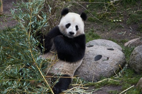 Reproduction among pandas is particularly difficult in captivity. File photo 